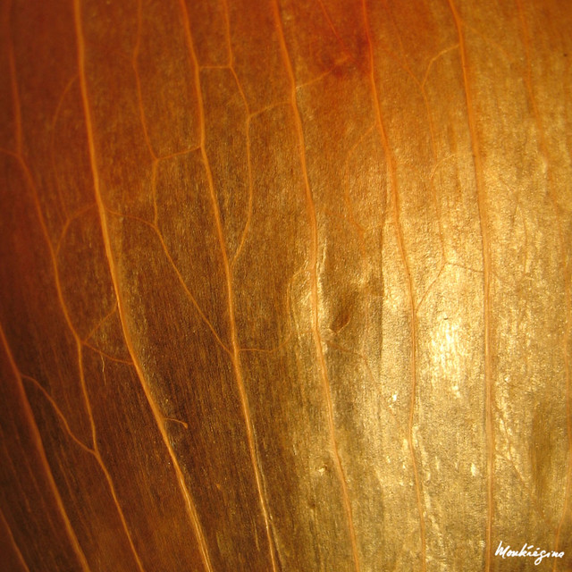 Pelure d'oignon - Onion Skin | Allium cepa (Alliaceae) | Flickr