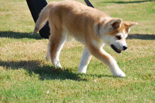 Akita Inu (3 month old Japanese Akita Puppy) | Aki is our ...