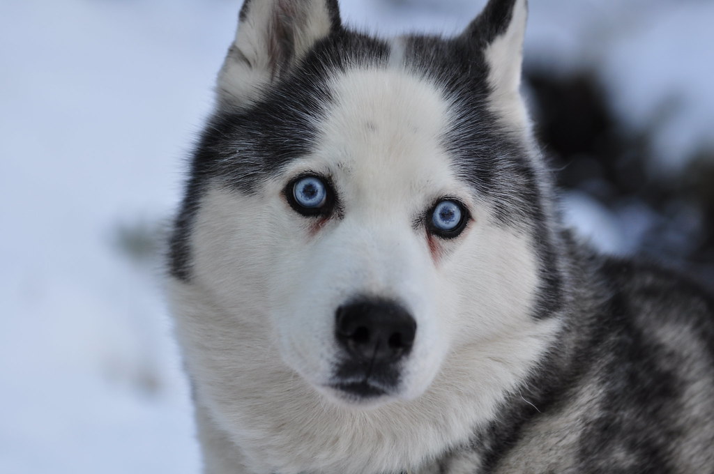 old-blue-eyes-in-snow-2009-70mm-iso200-1-400-s-f2-8-flickr