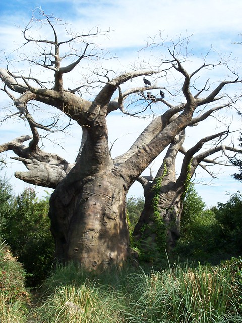 Iconic African Baobab Tree