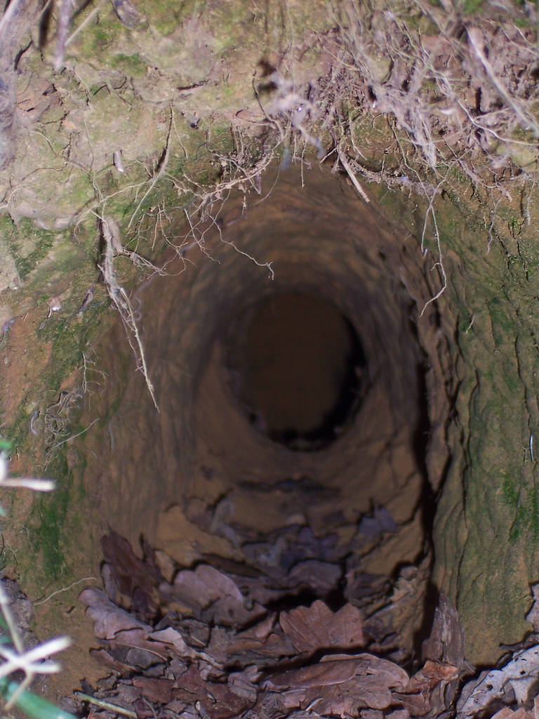 Inside a rabbit burrow TheCookster_uk Flickr