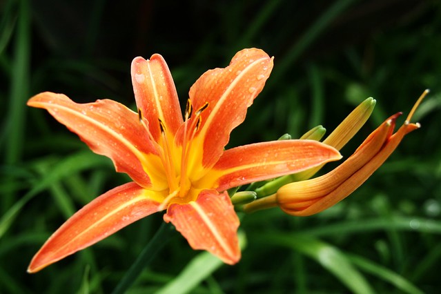 Tiger Lily | Lily in bed along Trinity Wall View Big On Blac… | Flickr
