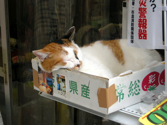 阿佐ヶ谷の八百屋の猫　レタス