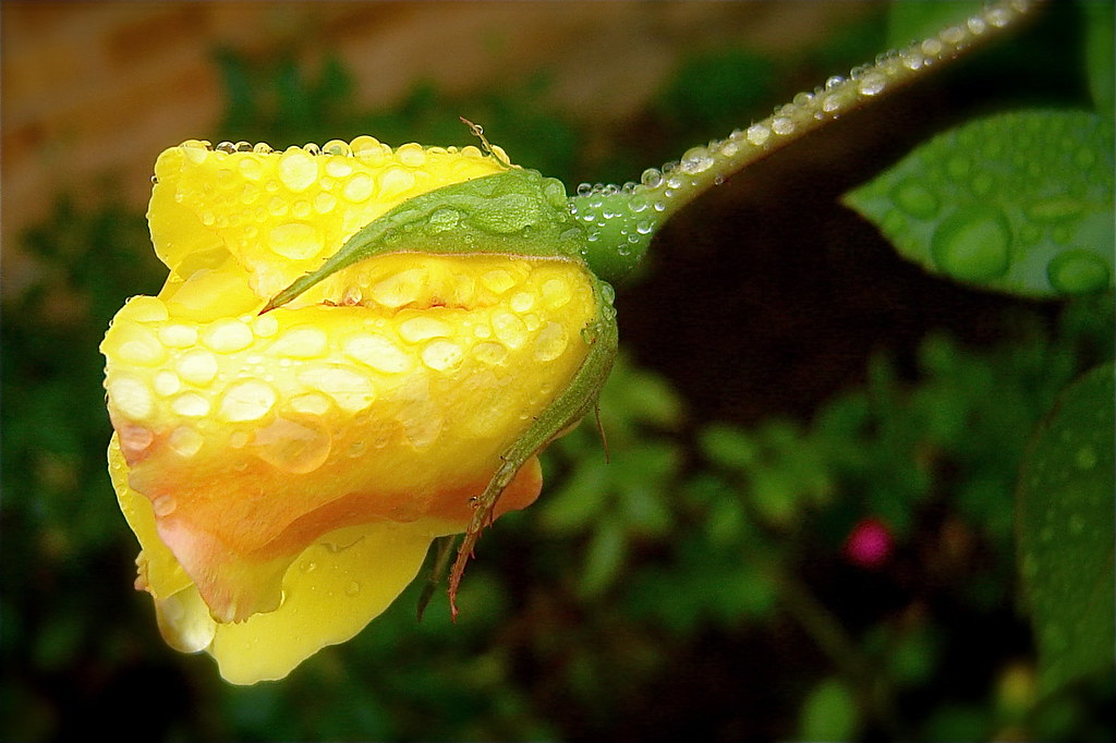 Texas Yellow Rose