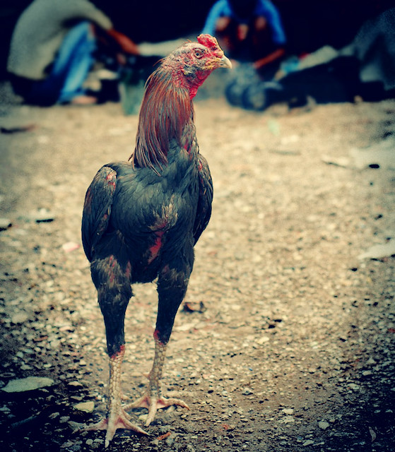 Ugly Cock  Helluva Studio  Flickr-5130