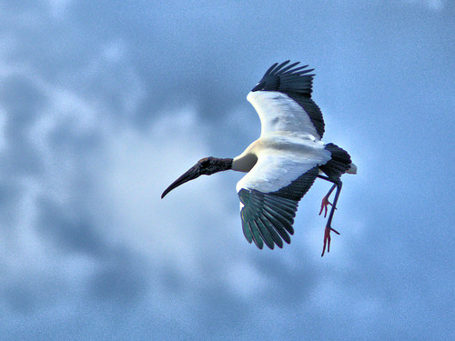 Wood Stork in flight 07-20170220