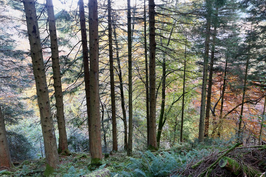 Autumn trees, Stank Glen