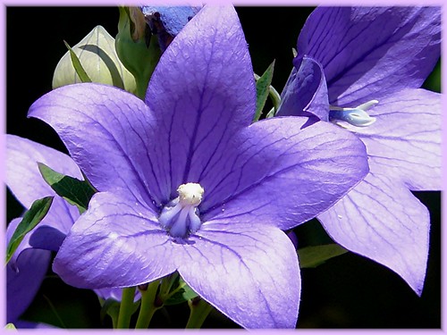 Balloon Flower | Purple flower | Joan Brunner | Flickr