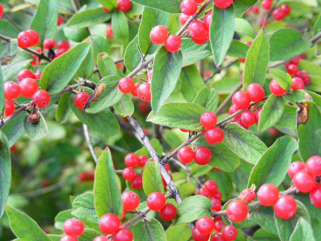 Berries - Bedford, PA | Red Berries. Picture Taken in Bedfor… | Flickr