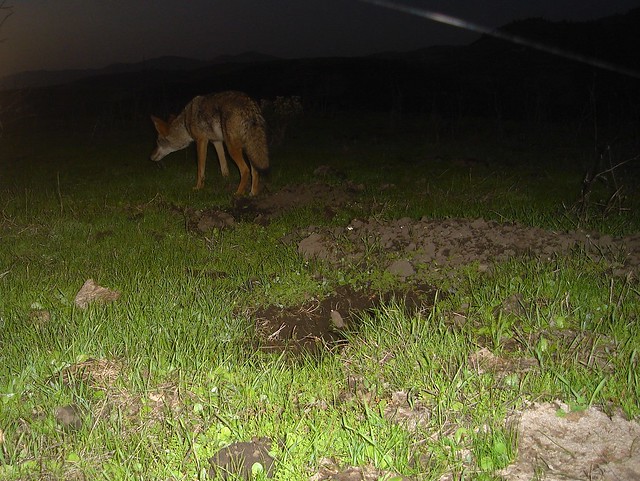coyote flushes burrowing owl