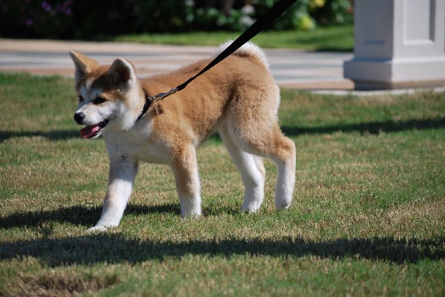 Akita Inu (3 month old Japanese Akita Puppy) Aki is our