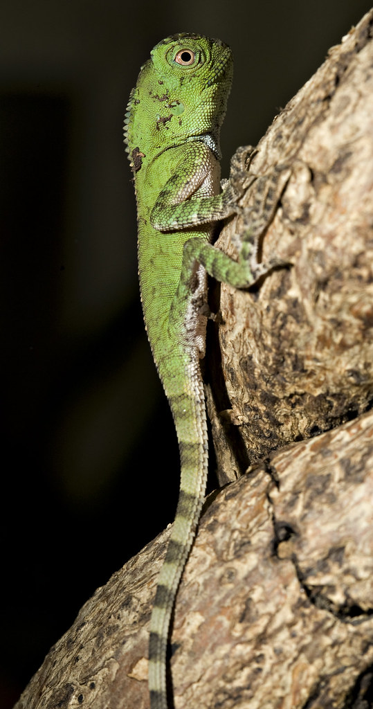 Chameleon Forest Dragon Hatchling | Photo by: Mehgan Murphy/… | Flickr