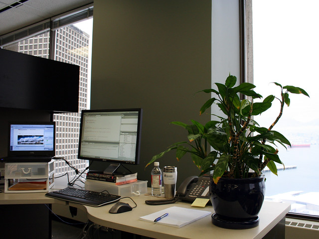 desk plant