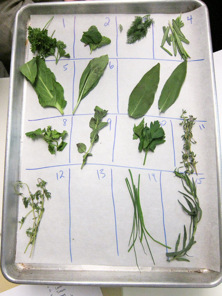 Herb Identification | We started tonight's class - Herbs ... on {keyword}