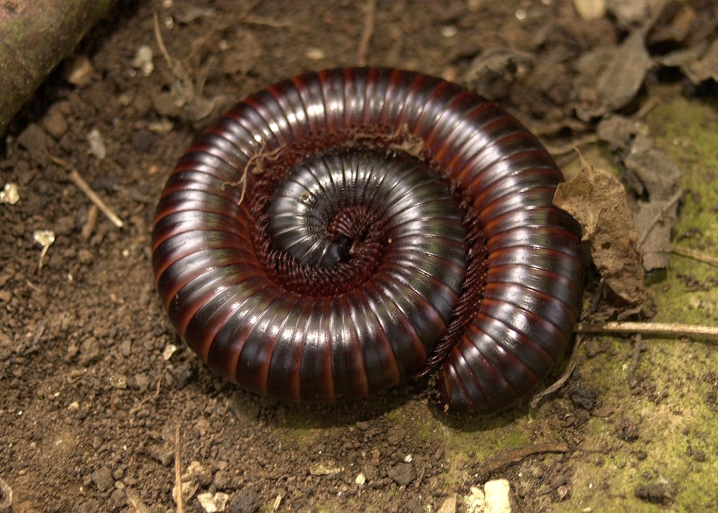 Giant African Millipede | Showing off it's defense mechanism… | Flickr