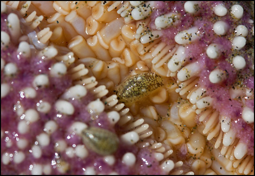 Macro of Starfish Underside