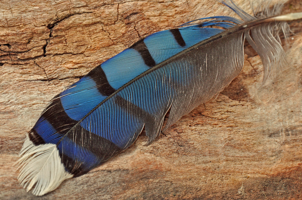 blue-jay-feather-blue-jay-feather-jay-feather-blue-jay