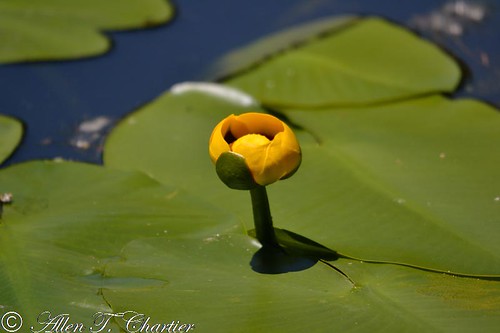 Nuphar advena (Yellow Pond-lily)