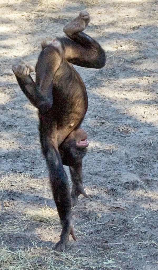 Playful Bonobo | This is one playful Bonobo Chimpanzee! One … | Flickr