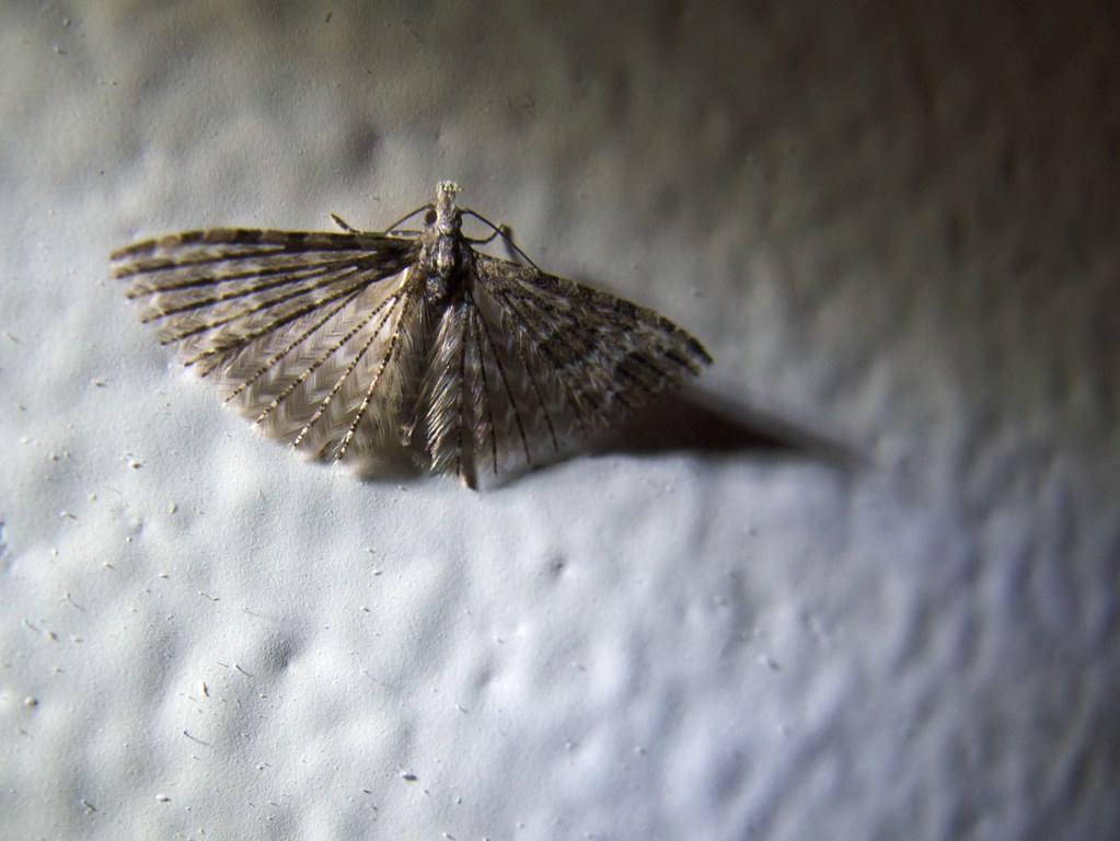 small moths in living room
