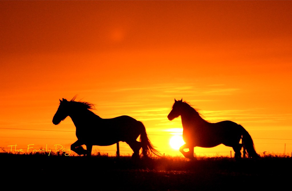 Sunset : horse Latitudes | wally hofker | Flickr