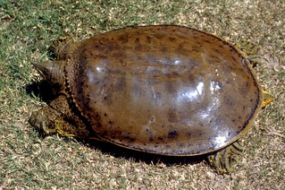 Western Spiny Softshell turtle (Apalone spinifera hartwegi… | Flickr