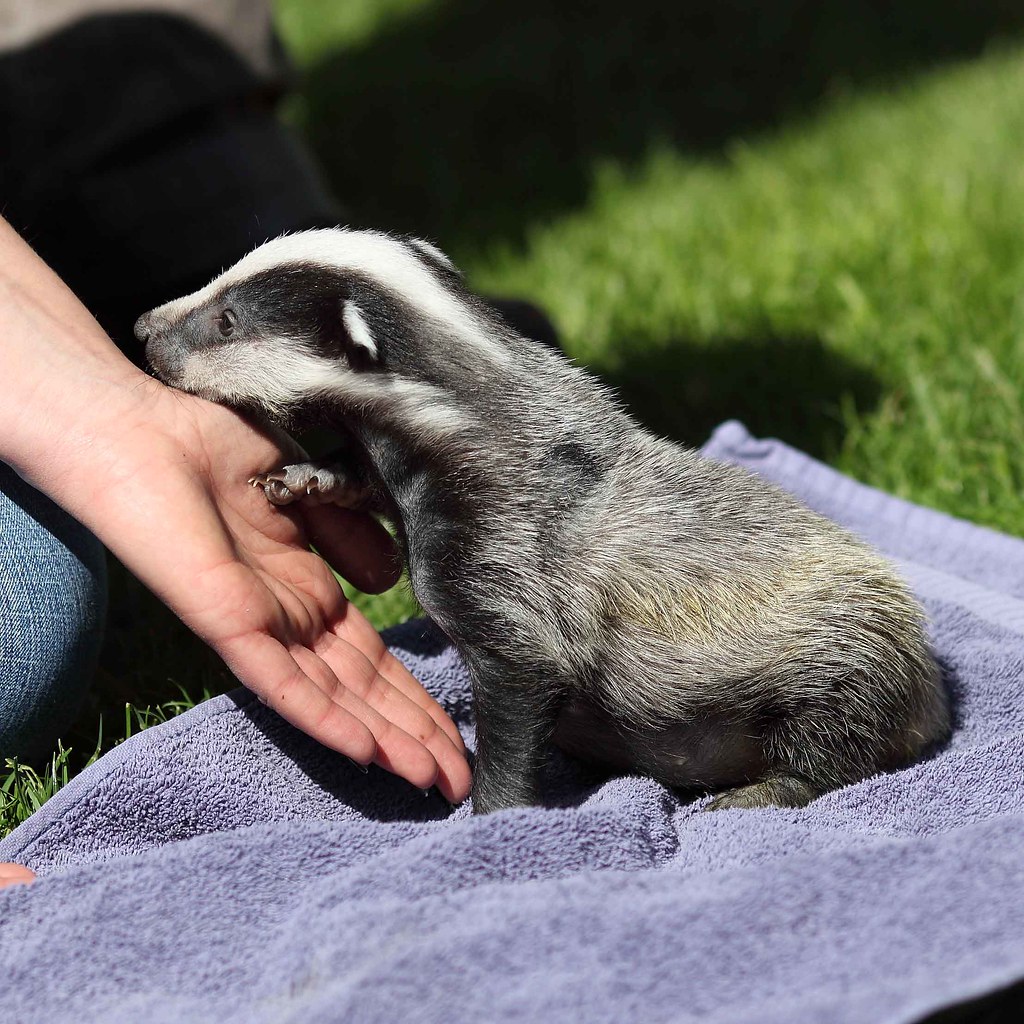 Baby badger | Much earlier on this year I paid a visit to th… | Flickr