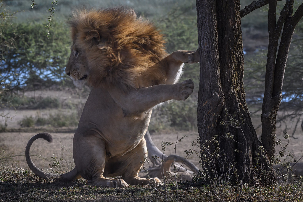 Male lion, Ndutu, Tanzania, East Africa