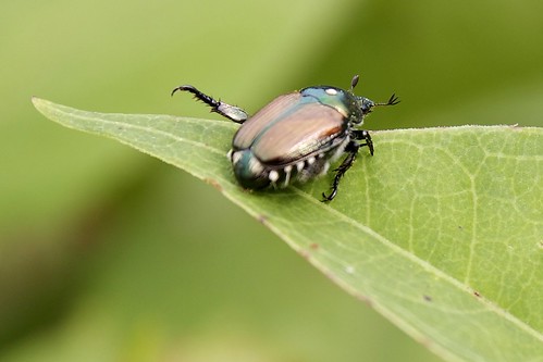 Japanese beetle (Popillia japonica)