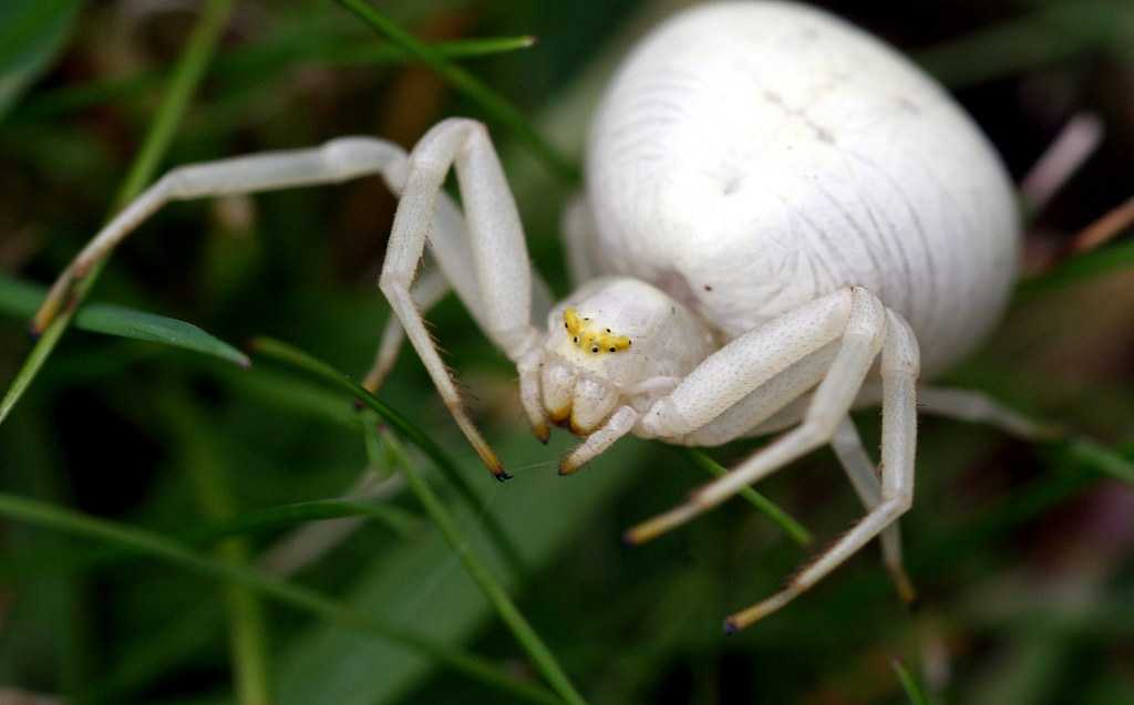 White Spider Lurking in Grass | Thanks to Graham (Cosper Wos… | Flickr