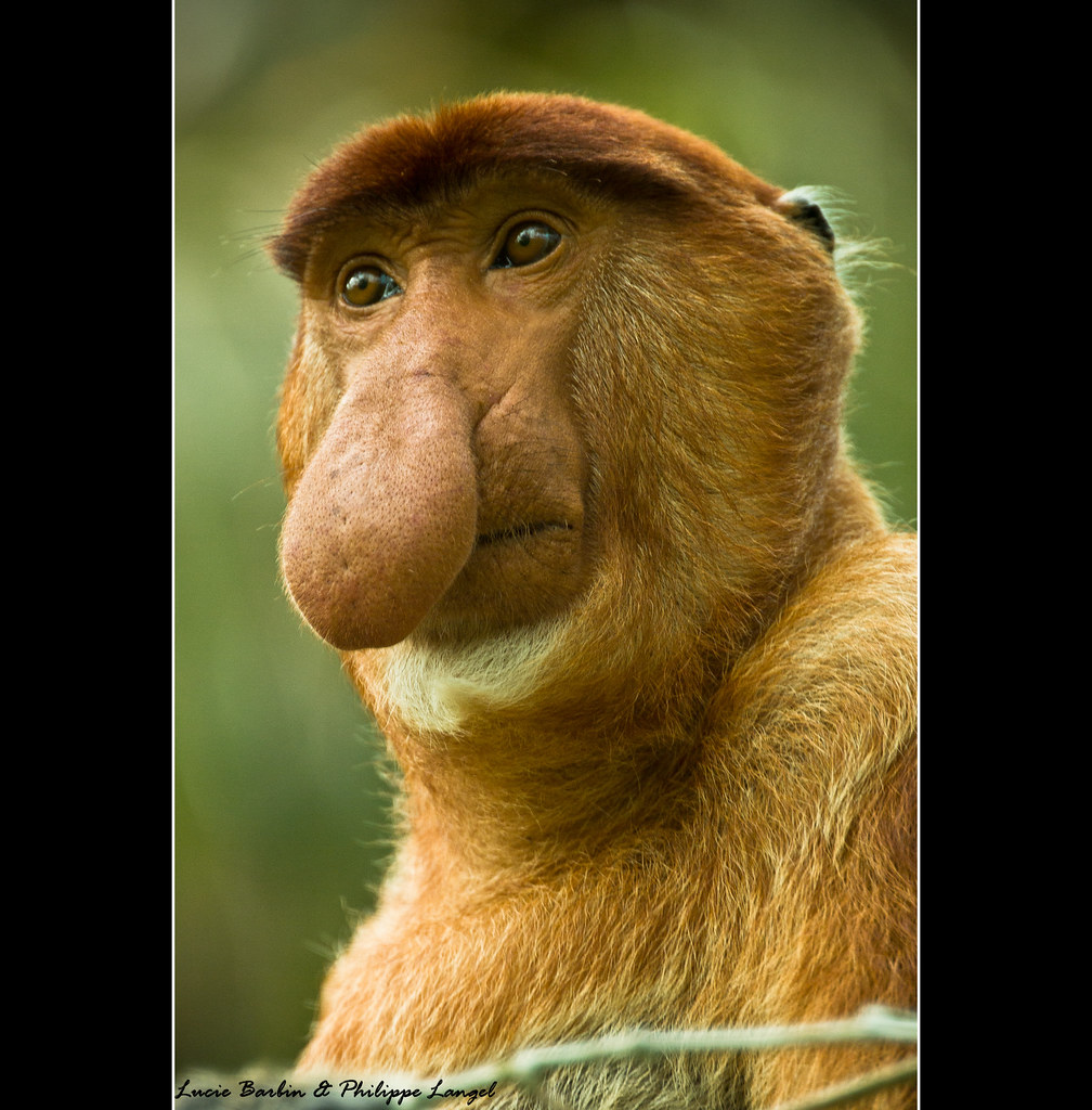 Male Proboscis Monkey - Bako National Park / Borneo Island… | Flickr