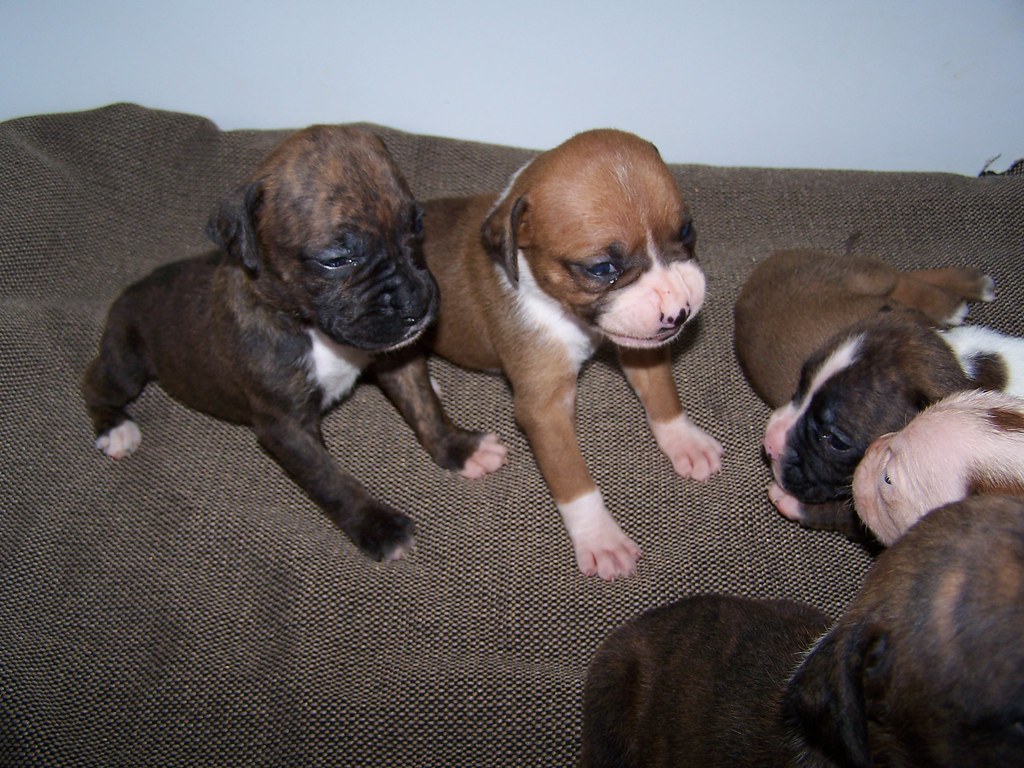 3 week old boxer puppies Posted this pic because so far