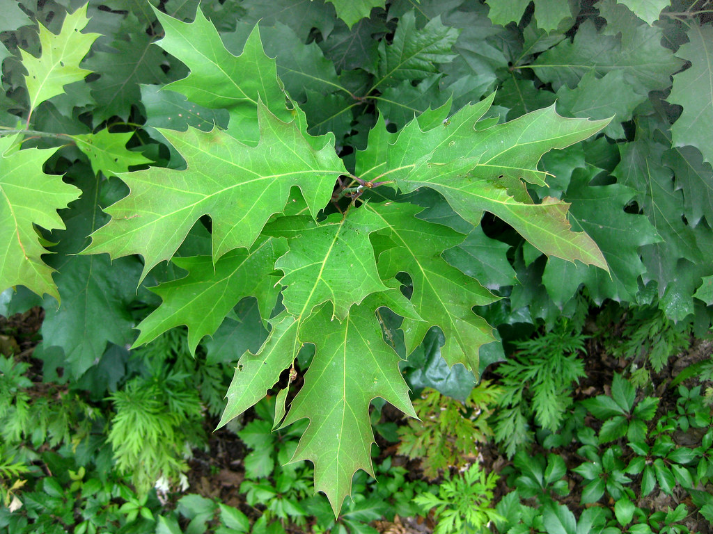 Quercus velutina - Black Oak leaves | Virens (Latin for ...