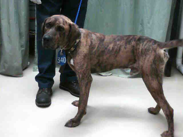 Brown Brindle Pit Bull Mix Male? Plott Hound? *CLAIMED