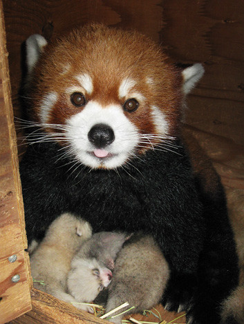 Image result for red panda cubs with mom
