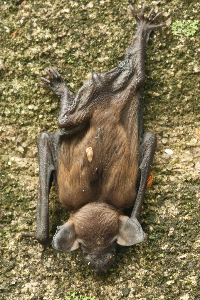 What species? North Carolina bat This little guy/gal was o… Flickr