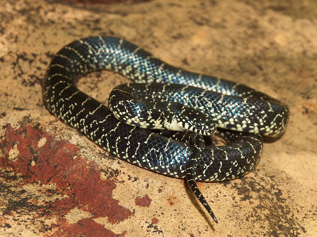 Black Kingsnake - Lampropeltis Nigra | Adams County, Ohio -F… | Flickr