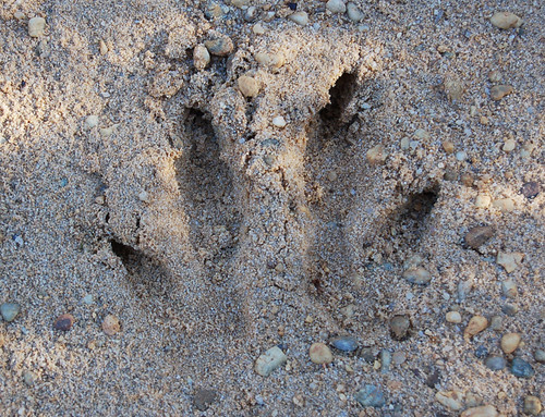 Kangaroo or wallaby footprints | Haven't seen the actual ani… | Flickr