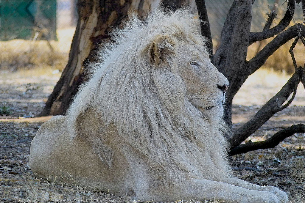 white lion of chrace
