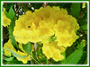 Tecoma stans (Yellow Bells, Yellow Trumpetbush, Yellow Elder, Ginger-thomas)