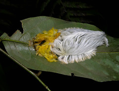 Chicken worm (caterpillar of Megalopyge sp, Megalopygidae) | by Arthur Anker