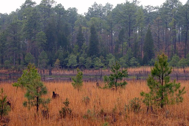 This a scene from the South Carolina sandhills. The sandhills are located in between the