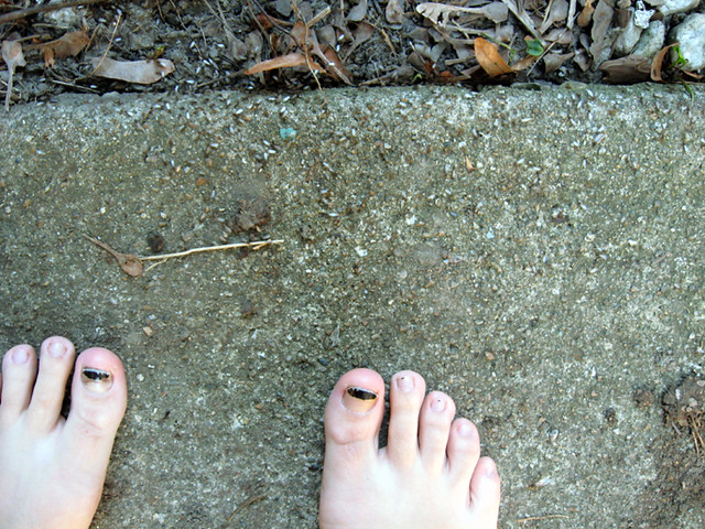 365.262 | Gross flying ant infestation on the walk near our … | Flickr