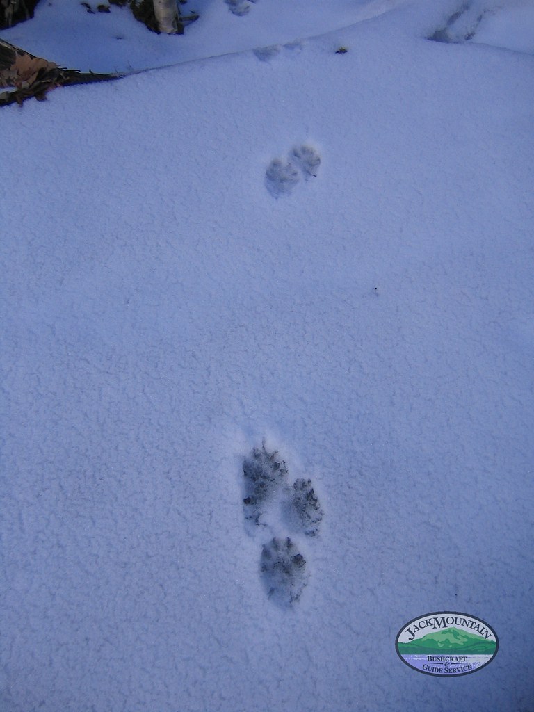 Fisher Tracks Fisher tracks in the snow. Count the digits … Flickr