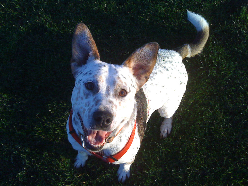 cattle dog pitbull mix