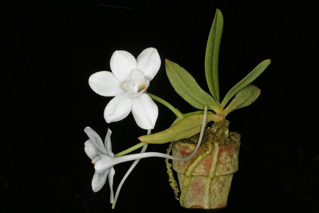Risultati immagini per amesiella philippinensis