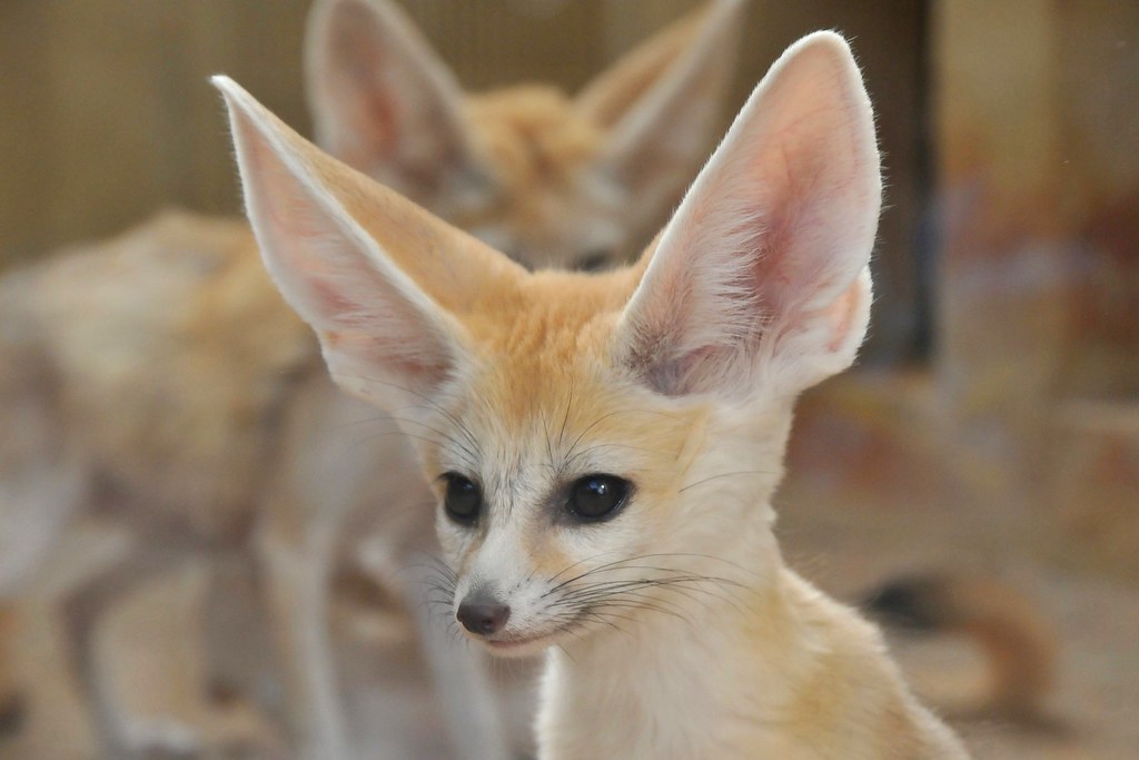 young fennec | Verwendet auf missbakersbiologyclass com Ha! … | Flickr