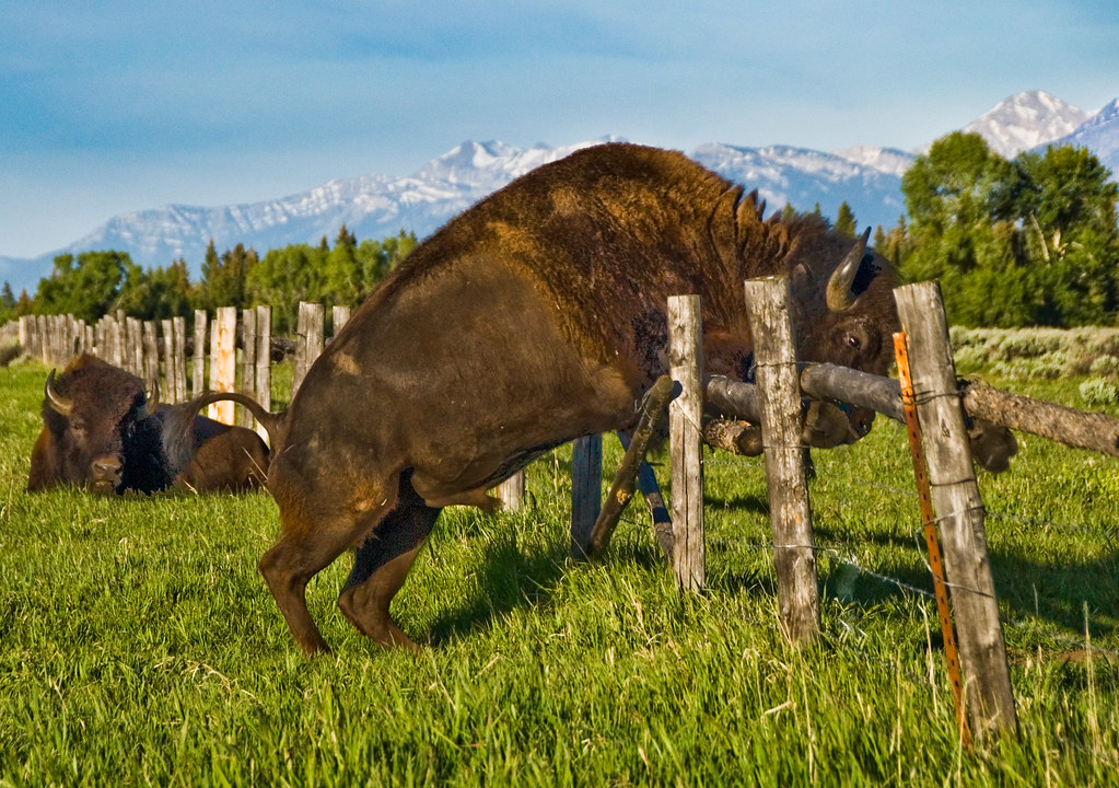 bison fence jumping hosea teton grand nati flickr animals ignorance problem bible