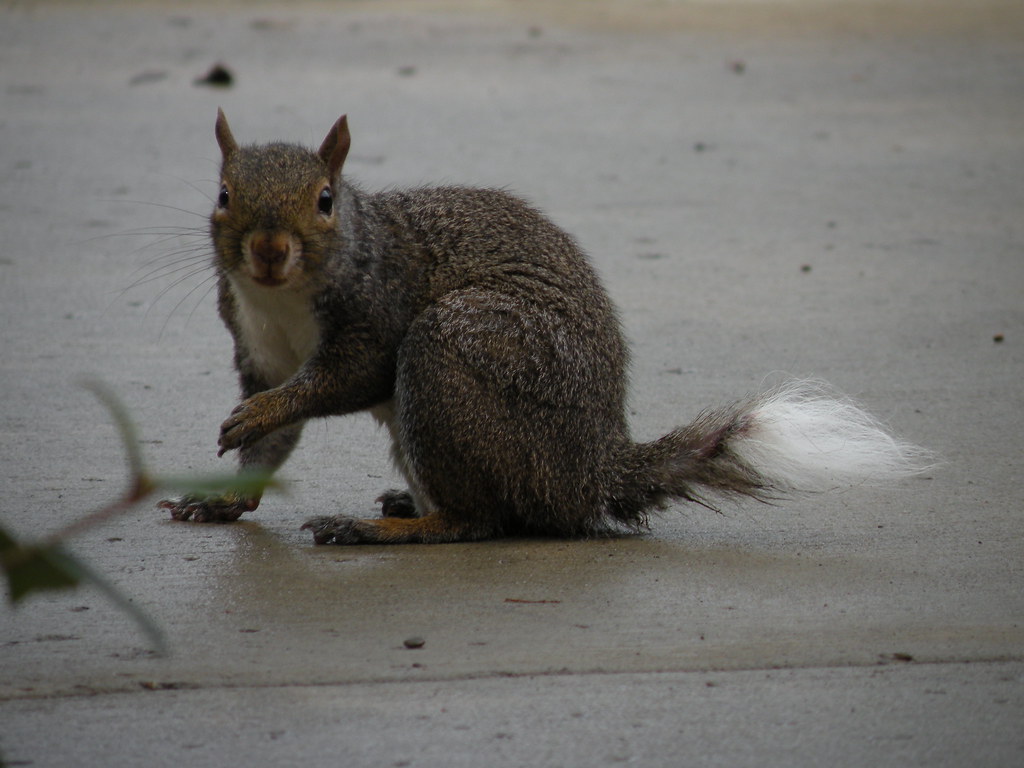 White Tailed Squirrel I Ve Seen A Total White Squirrel Wi Flickr   3755761139 E8ce80e3bb B 