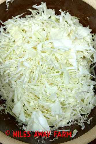 Cabbage ready to ferment